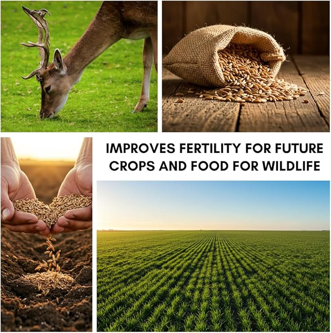 10 lbs No-Till Winter Rye Cover Crop Seeds – Non-GMO Rye Grass Seed for Soil Improvement, Erosion Control & Weed Suppression – Hardy Winter Rye for Deer, Turkey & Wildlife Food Plots