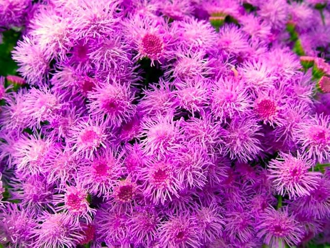 Ageratum Pink Floss Flower Seeds 400+ Seeds for Planting Non-GMO Flower Garden