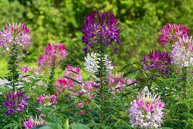 200+ Seeds Spider Plant Queen Mix Cleome - Flower Multicolor