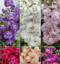 50pcs Mixed Column Stock Seeds Blossom Flowers Seed Flower Matthiola Incana Blossom Stock