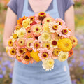 Eden Brothers Zinnia Seeds - Cresto! Peaches and Cream