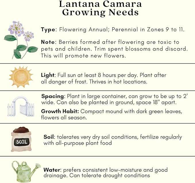 Clovers Garden Lantana Camara Flowers – Two (2) Live Plants Non-GMO - Not Seeds - Each 4" to 8" Tall – in 4" Inch Pots - Natural Mosquito Garden - Attract Hummingbirds & Butterflies, Assorted Colors
