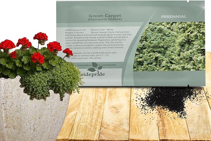 Outsidepride Green Carpet Herniaria Glabra Seeds - 10,000 Pcs Perennial, Drought-Tolerant, Low-Maintenance Ground Cover Seeds for Planting, Hardy Green Carpet for Landscaping & Erosion Control