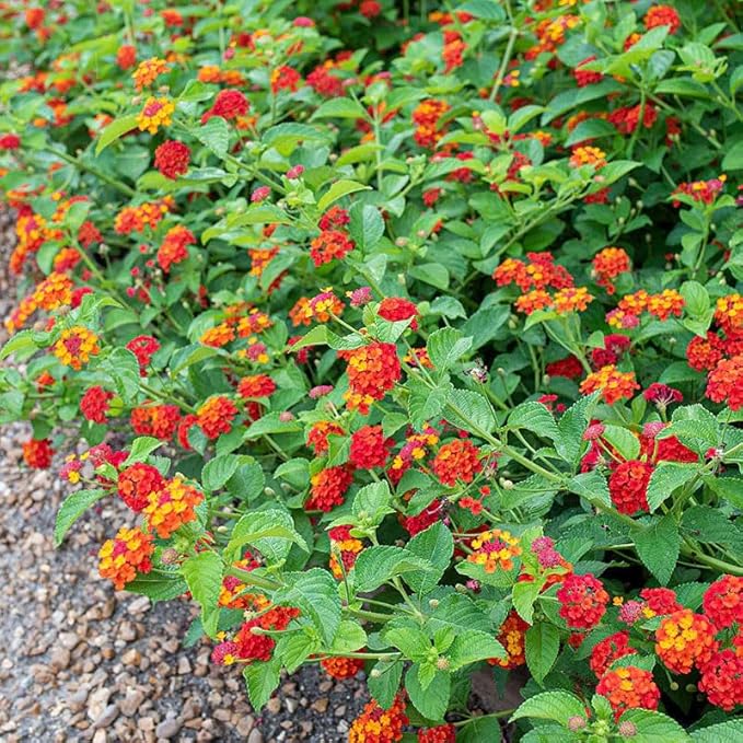 200+Perennial Mix Lantana Flowers Seeds for Planting Outdoors Home Garden