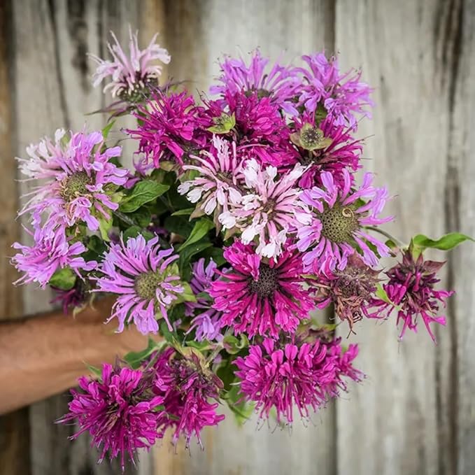 500+ Bee Balm Flower Seeds Perennial Monarda Didyma Bee Balm Heirloom Flower for Planting Non-GMO Seeds - Open-Pollinated