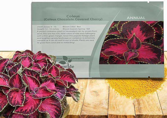 Outsidepride Chocolate Cherry Coleus Seeds for Planting - 10 Pcs Annual, Compact, & Easy to Grow, Flower Seeds with Serrated Foliage, Ideal for Shaded Areas, Containers, Borders, & Gardens