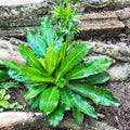 Culantro Seeds for Planting Outdoors, Culantro Plant Seeds, Culantro Herb Seeds, 400 Seeds