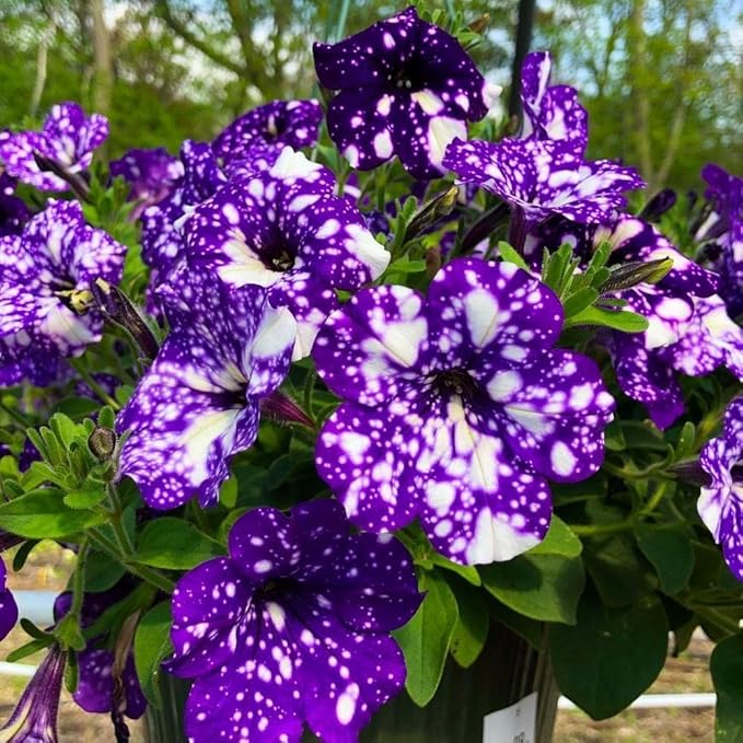 Rare Night Sky Petunia Seeds - 500+ Dwarf Wave Petunia Flower Non-GMO Heirloom Seeds for Planting Home Garden