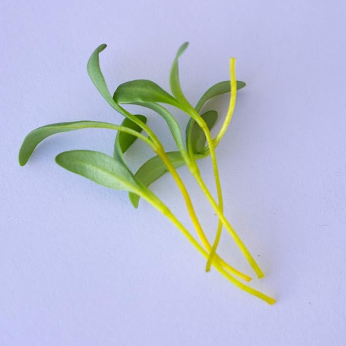 Swiss Chard Garden Seeds - Yellow - 3 g Packet ~100 Seeds - Non-GMO Vegetable Gardening & Microgreens Seeds