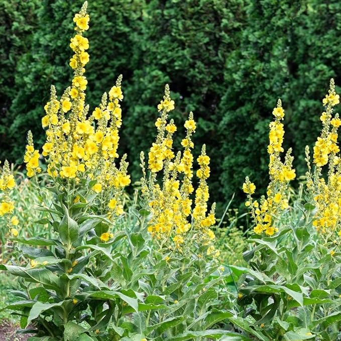 Premium Mullein Seeds (Verbascum thapsus) – 150+ Non-GMO Heirloom Seeds for Fast-Growing, Medicinal Plants – Easy to Grow & Resilient