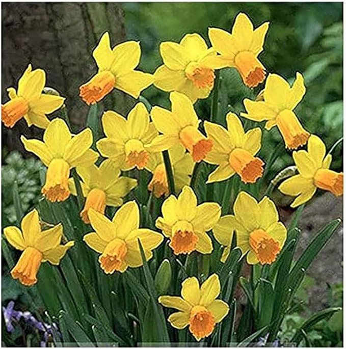 10 Merlin Narcissus Bulbs - TOP Size Daffodil Bulbs