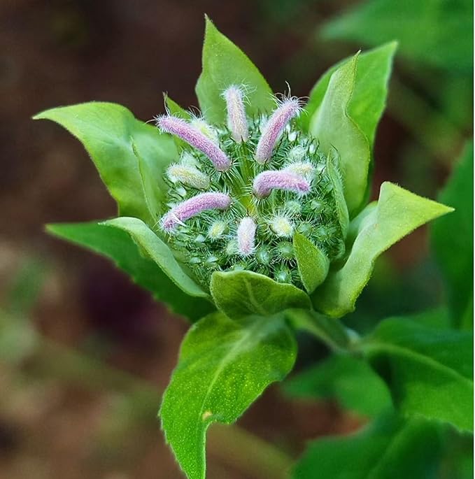 500 Bee Balm Flower Seeds – Bright Red Perennial Blooms for Pollinator-Friendly Gardens