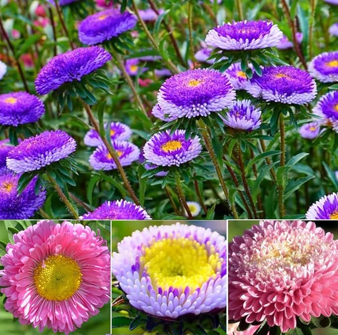 Aster Pompon Flowers Mix Seeds Dwarf Colorful Carpet Mix Low Grow Dwarf Double Compact Non-GMO 50pcs