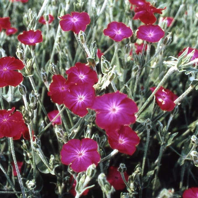 Outsidepride Coronaria Rose Lychnis Seeds - 10000 Pcs Perennial Flower Seeds with Long Blooming Season & Attractive to Pollinators, Easy to Propagate for Borders, Containers, or Cottage Gardens