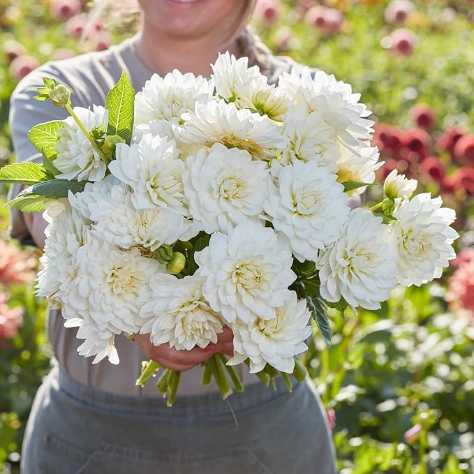 Eden Brothers Dahlia Bulbs (Decorative) - White Swan