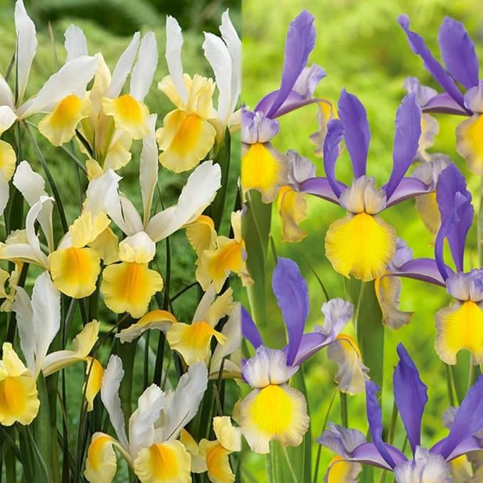 Votaniki Montecito & Miss Saigon Iris Mix Bulbs - Perennial Dutch Iris, Fragrant Blooms | Spring Flowering 30x Montecito and 30x Miss Saigon Iris Bulbs - Easy to Grow (60 Pack)