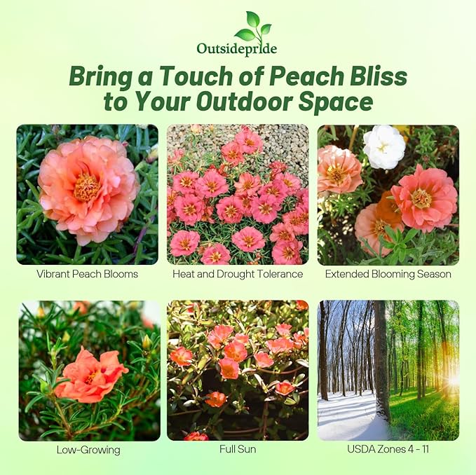 Outsidepride Sundial Peach Portulaca Moss Rose Seeds - 500 Pcs Annual, Heat & Drought Tolerant, Soil Adaptable Moss Seeds Ground Cover & Flower Seeds for Planting in Gardens & Xeriscapes (AAS Winner)