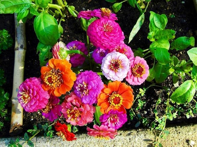 Seeds Terry Zinnia Seed Mix Common Zinnia 100+ Seeds for Planting Garden Flowers Non-GMO Annual