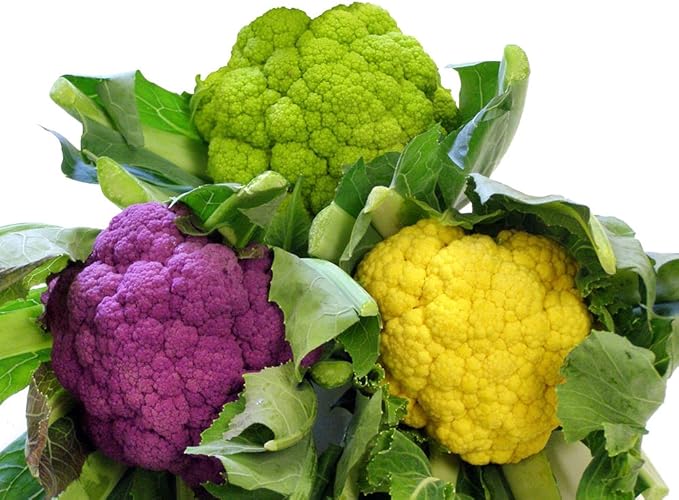 This is A Mix 50 Cauliflower Mix Seeds Heirloom Non-GMO 4 Varieties Purple Green Yellow Delicious, Brassica oleracea, from USA