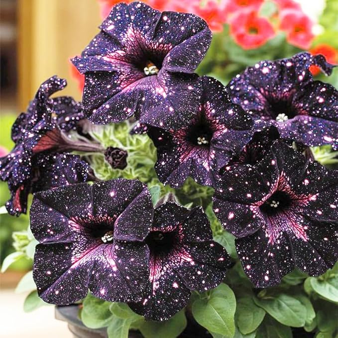 280+ Night Sky Petunia Seeds forFlower Beds and Container Gardening-Non-GMO Heirloom Plant Seeds Garden Outdoor