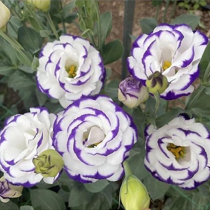 300+ Lisianthus Flower Seeds for Planting - Annual White Purple Lisianthus Non-GMO Heirloom Garden Flower to Plant Open Pollinated