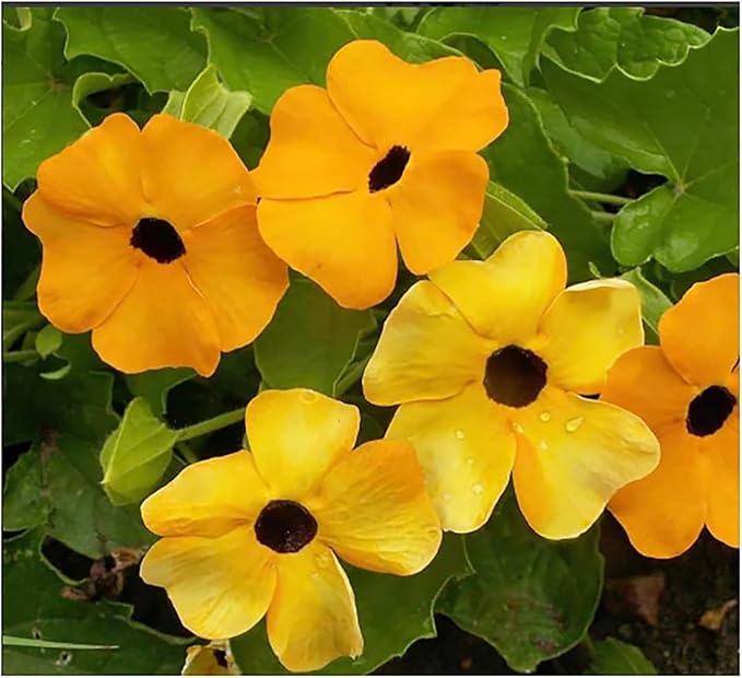 Black Eyed Susan Vine Seeds - 120 Seeds Approximately. Also Known as Clock Flower