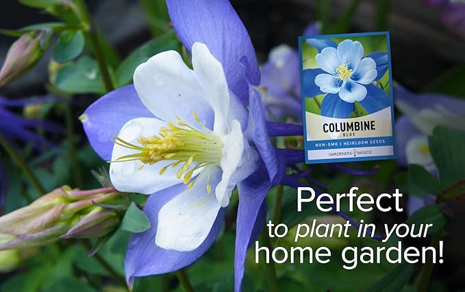 Gardeners Basics, Blue Columbine Seeds for Planting (Aquilegia Seeds) - Beautiful Blue Perennial Flower to Plant in Your Flower Garden Open Pollinated, Non-GMO