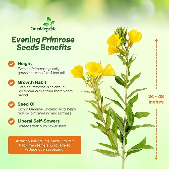 Outsidepride Evening Primrose Seeds - 1/4 Lb. Annual, Hardy, Easy to Grow & Low Maintenance Flower Seeds for Planting Vibrant Soft Yellow Blooms, for Containers, Borders & Erosion Control