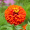 Eden Brothers Zinnia Seeds - Queeny Pure Orange