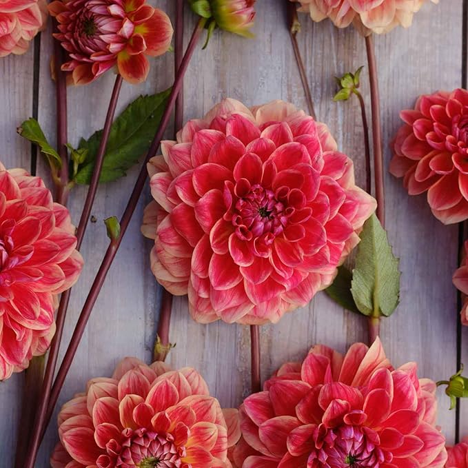 Eden Brothers Dahlia Bulbs (Decorative) - All that Jazz, Non-GMO Bulbs for Planting, 4 Bulbs | Low-Maintenance Flower Bulbs, Plant During Spring, Zones 8, 9, 10, 11