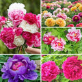 Peony Seeds for Planting 110PCS – Large Blooming Luxurious Perennial Flowers – Garden Beauty & Gift for Flower Lovers