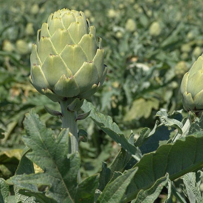 Imperial Star Artichoke Garden Seeds - 500 Seeds - Premium Non-GMO Vegetable Gardening Seed