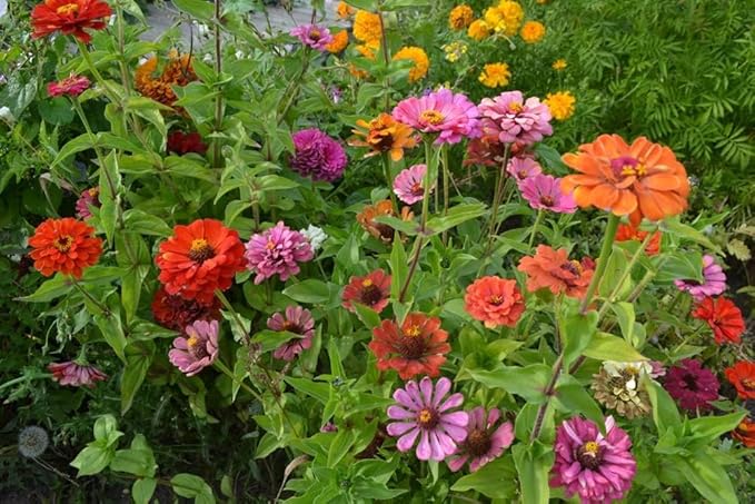 Zinnia Button Box Mix Flower Seeds (Dwarf), 100 Heirloom Flower Seeds Per Packet, Non GMO Seeds, Botanical Name: Zinnia elegans
