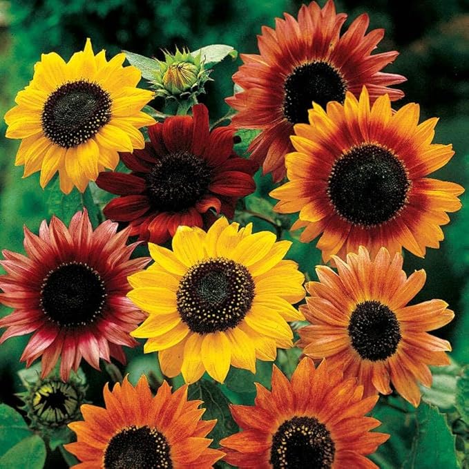 Grow Your Own Vibrant Annual and Perennial Wildflower Garden Seeds Mixture, Varieties for Pollinators and Spring Gardens - Large Colored Sunflower Mix, 1 lb