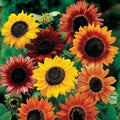 Grow Your Own Vibrant Annual and Perennial Wildflower Garden Seeds Mixture, Varieties for Pollinators and Spring Gardens - Large Colored Sunflower Mix, 1/4 lb