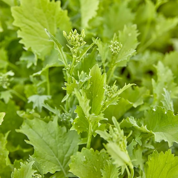 Burpee Spring Broccoli Seeds - Early and Reliable Production