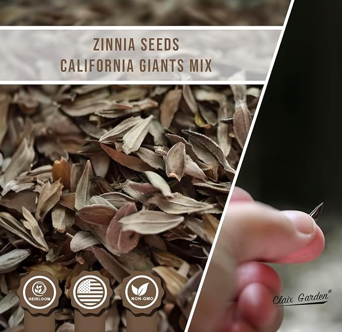 Zinnia Seeds - California Giants Mix - 1000 Seeds - Mixed Colors and Large Blooms, Heirloom Non-GMO USA Grown, Excellent for Pollinators, Annual - Vibrant Flowers for Any Home Garden