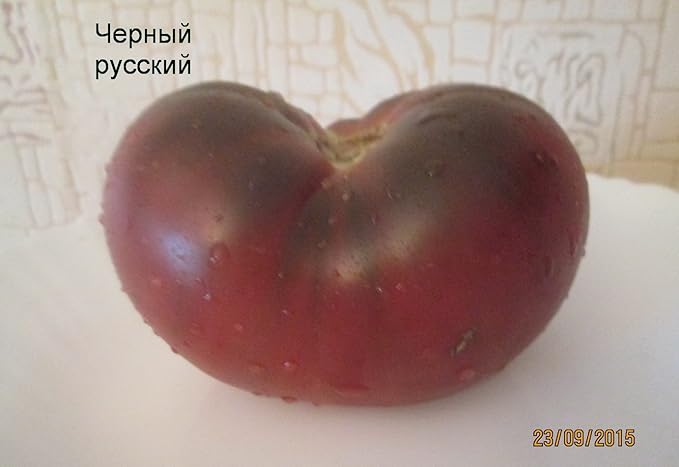 Seeds4planting - Seeds Tomato Black Elephant Giant Heirloom Vegetable Non GMO