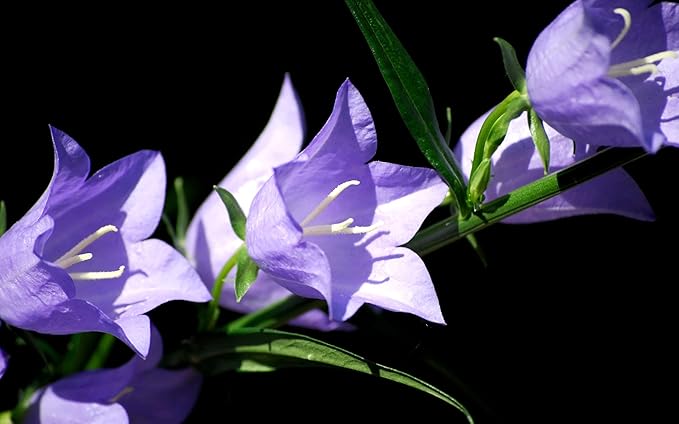 Tussock Bellflower Seed Mix Blue and White 1000 Seeds for Planting Campanula Carpatica Non-GMO with Growing Instructions