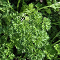 Forest Green Parsley Herb Seeds - 100 Count Seed Pack - Non GMO - A delicately Curled and Compact Variety That has Long Stems with Dark Green, Double and tripled Curled Leaves