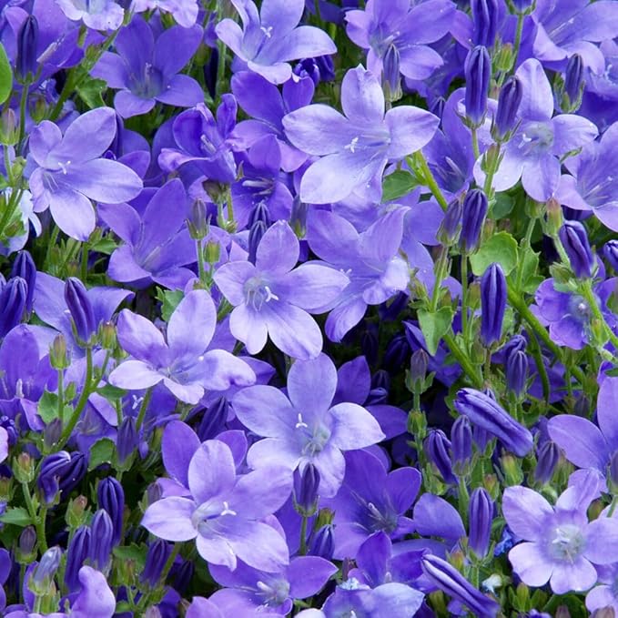 200+ Blue Campanula Balloon Flower Seeds Bellflower Flowers Garden Planting