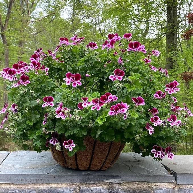 Citronella Plant Seeds for Planting - 1500+ Citronella Geranium Seeds Non-GMO Citronella Plant Seeds Home Heirloom Garden Perennial Plant