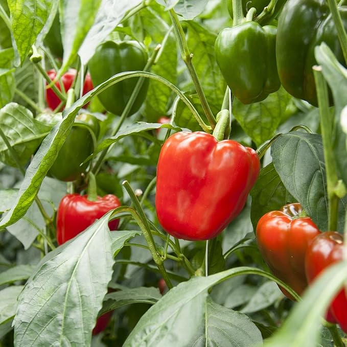 Organic Sweet Pepper Seeds (California Wonder) - Approx 25 Seeds - USDA Organic, Non-GMO, Open Pollinated, Heirloom, USA Origin