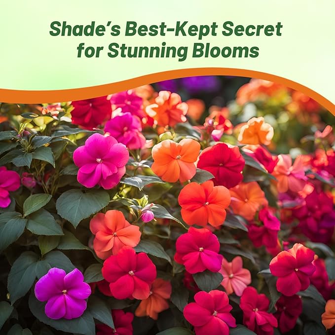 Outsidepride Xtreme Tango Mix Impatiens Flower Seeds - 100 Pcs Annual, Compact & Pollinator Friendly, Impatiens Seeds for Planting w/Vibrant, Abundant Blooms for Shade Gardens & Container Displays