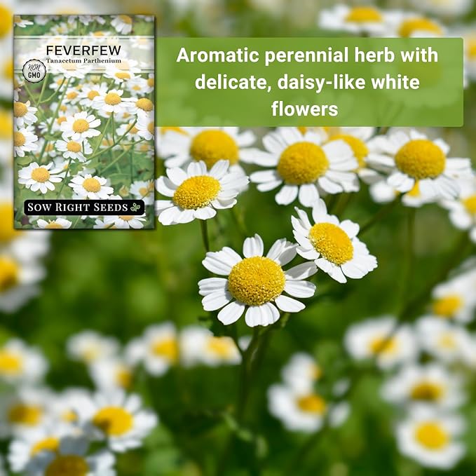 Sow Right Seeds - Feverfew Seeds for Planting - Non-GMO Heirloom Packet with Instructions to Plant an Outdoor or Indoor Herb Garden - Traditional Medicinal Herb, Make Tea & Extract for Migraines (3)