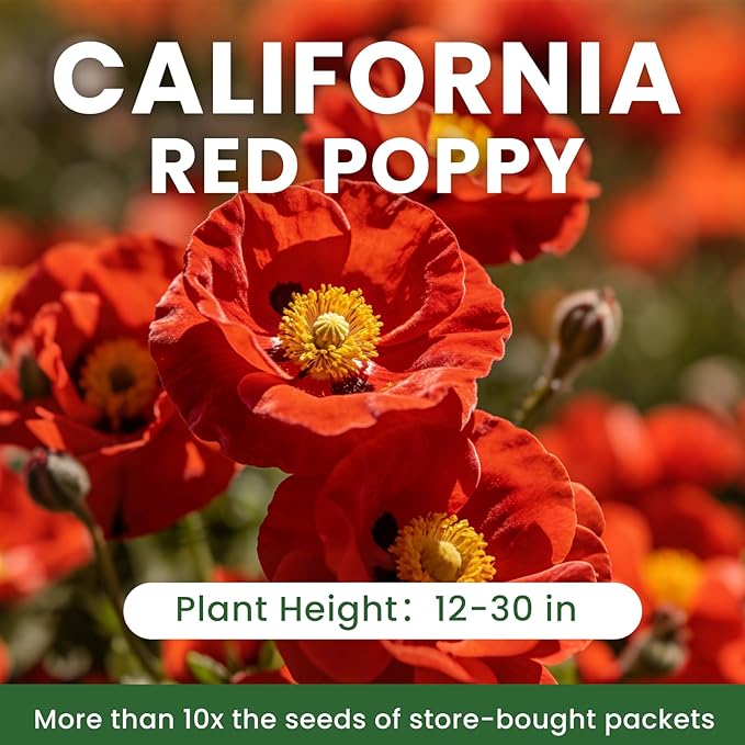 California Poppy Seeds for Planting, Red Poppy Flower Seeds, Bulk 50,000+ Seeds (1.76 oz), Easy to Grow, California State Flower for Garden