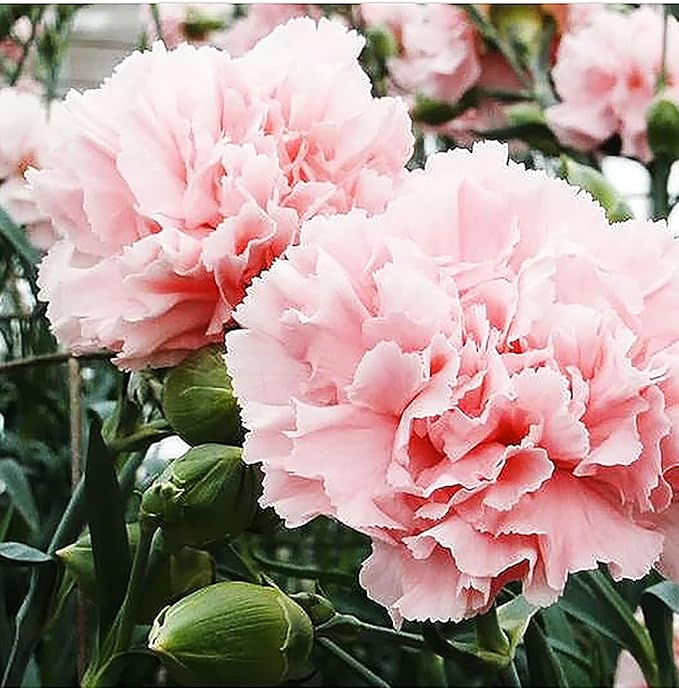 Carnation Chabaud Mix Seeds - 275 Seeds - 8 Week Blooming Period - All Zones