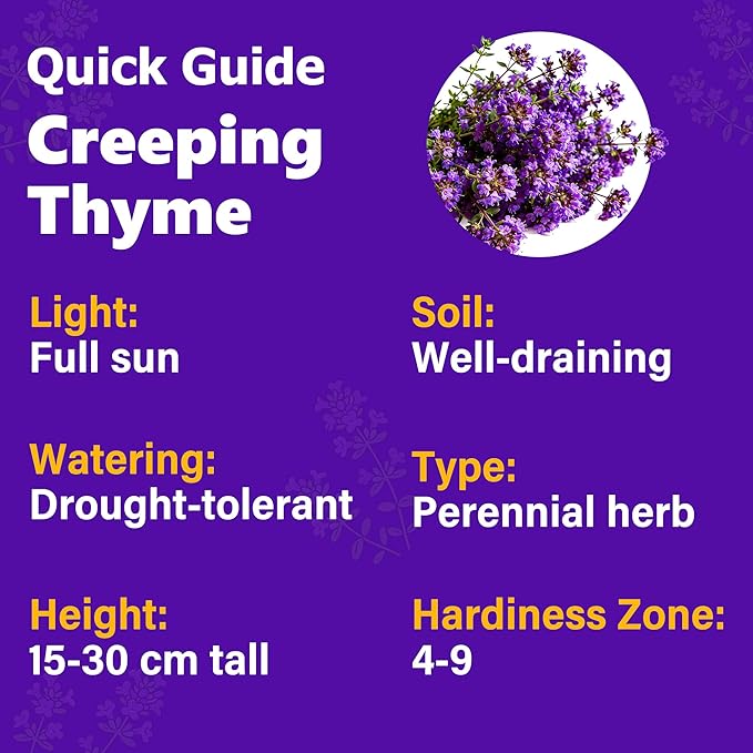 21000+ Creeping Thyme Seeds for Planting Outdoor-Perennial Non-GMO Thymus Serpyllum Magic Carpet Ground Cover Herb Plant in Home Garden