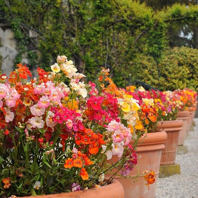 Mixed Nemesia Flower Seeds for Planting - 100Pcs Mix Nemesia Seeds for Growing Garden Home Garden Balcony Easy to Grow Multicolor Flowers Seeds