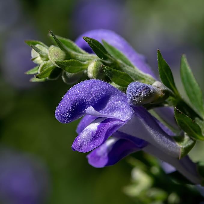 Banyan Botanicals Organic Skullcap Seeds – Skutellaria Lateriflora – Soothing Herb That is Quick-Growing and Low-Maintenance Herb – 50 Count – Open Pollinated Non-GMO Easy-to-Grow